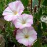 Fotografia 5 da espécie Convolvulus arvensis var. arvensis do Jardim Botânico UTAD