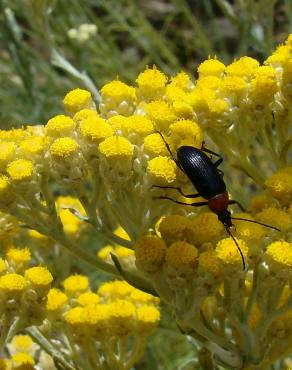 Fotografia 6 da espécie Helichrysum stoechas no Jardim Botânico UTAD