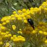 Fotografia 6 da espécie Helichrysum stoechas do Jardim Botânico UTAD