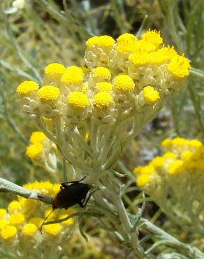 Fotografia 7 da espécie Helichrysum stoechas no Jardim Botânico UTAD