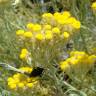 Fotografia 7 da espécie Helichrysum stoechas do Jardim Botânico UTAD