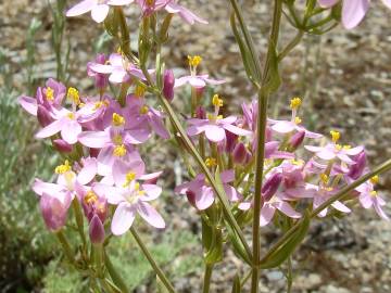 Fotografia da espécie Centaurium grandiflorum subesp. majus