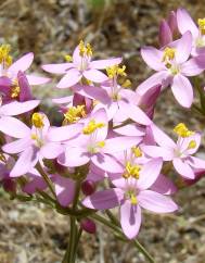 Centaurium grandiflorum subesp. majus