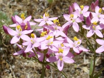 Fotografia da espécie Centaurium grandiflorum subesp. majus