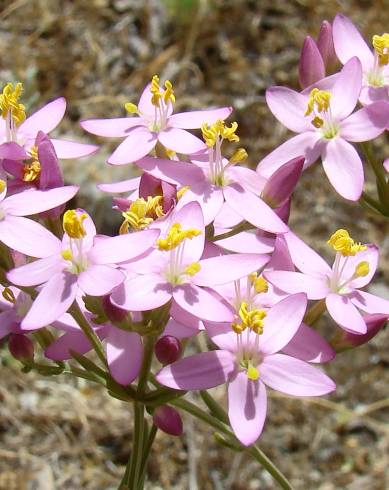 Fotografia de capa Centaurium grandiflorum subesp. majus - do Jardim Botânico