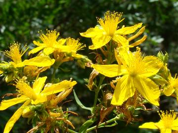 Fotografia da espécie Hypericum perforatum subesp. perforatum