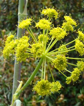 Fotografia 1 da espécie Thapsia villosa var. villosa no Jardim Botânico UTAD