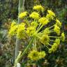 Fotografia 1 da espécie Thapsia villosa var. villosa do Jardim Botânico UTAD