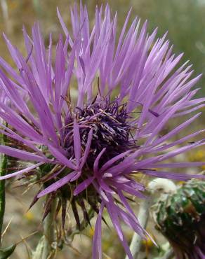 Fotografia 6 da espécie Galactites tomentosa no Jardim Botânico UTAD