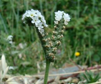 Fotografia da espécie Heliotropium europaeum