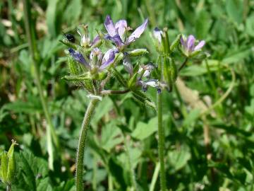 Fotografia da espécie Erodium cicutarium subesp. cicutarium