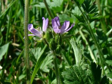 Fotografia da espécie Erodium cicutarium subesp. cicutarium