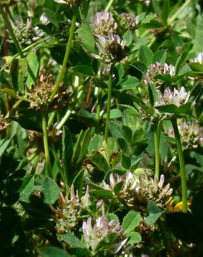 Fotografia 5 da espécie Trifolium glomeratum no Jardim Botânico UTAD