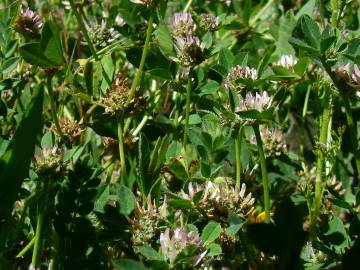 Fotografia da espécie Trifolium glomeratum