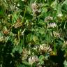 Fotografia 5 da espécie Trifolium glomeratum do Jardim Botânico UTAD