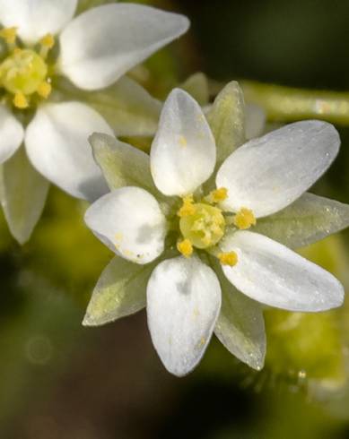 Fotografia de capa Spergula arvensis - do Jardim Botânico