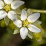 Fotografia 1 da espécie Spergula arvensis do Jardim Botânico UTAD