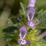 Fotografia 4 da espécie Lamium amplexicaule do Jardim Botânico UTAD