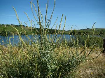 Fotografia da espécie Reseda phyteuma