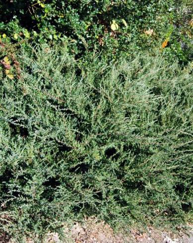 Fotografia de capa Juniperus squamata - do Jardim Botânico