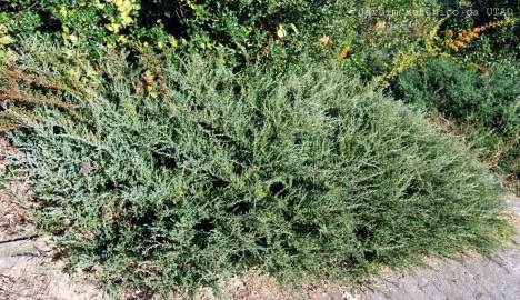 Fotografia da espécie Juniperus squamata