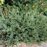 Fotografia 1 da espécie Juniperus squamata do Jardim Botânico UTAD