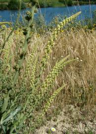 Fotografia da espécie Reseda phyteuma