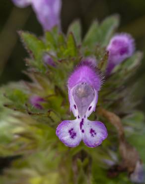 Fotografia 5 da espécie Lamium amplexicaule no Jardim Botânico UTAD