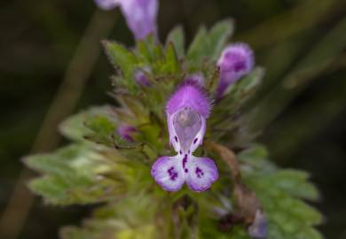 Fotografia da espécie Lamium amplexicaule