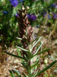 Fotografia da espécie Gnaphalium calviceps