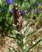 Fotografia da espécie Gnaphalium calviceps