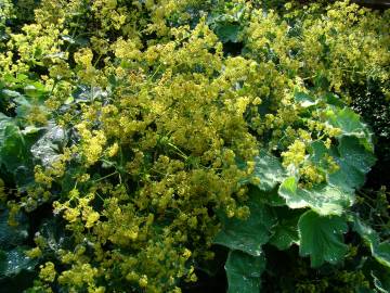 Fotografia da espécie Alchemilla mollis