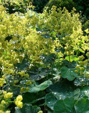 Fotografia 3 da espécie Alchemilla mollis no Jardim Botânico UTAD