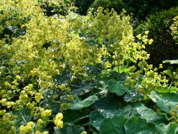 Fotografia da espécie Alchemilla mollis