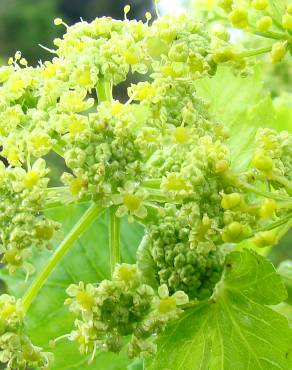 Fotografia 4 da espécie Smyrnium olusatrum no Jardim Botânico UTAD