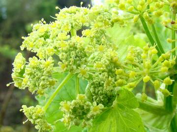 Fotografia da espécie Smyrnium olusatrum