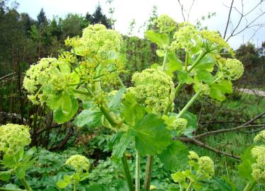 Fotografia da espécie Smyrnium olusatrum