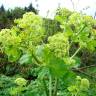 Fotografia 5 da espécie Smyrnium olusatrum do Jardim Botânico UTAD