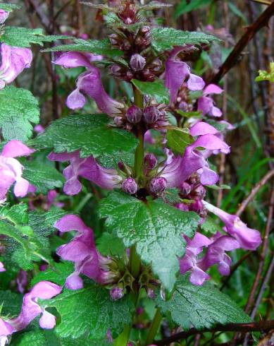 Fotografia de capa Lamium maculatum - do Jardim Botânico