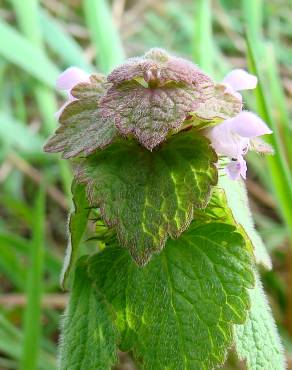 Fotografia 4 da espécie Lamium purpureum no Jardim Botânico UTAD