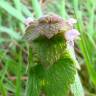 Fotografia 4 da espécie Lamium purpureum do Jardim Botânico UTAD