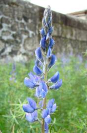 Fotografia da espécie Lupinus angustifolius