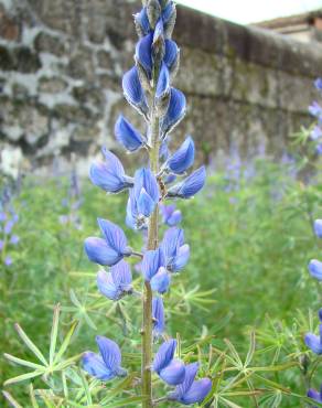 Fotografia 4 da espécie Lupinus angustifolius no Jardim Botânico UTAD