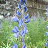 Fotografia 4 da espécie Lupinus angustifolius do Jardim Botânico UTAD