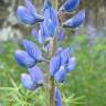 Fotografia 5 da espécie Lupinus angustifolius do Jardim Botânico UTAD