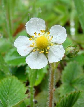 Fotografia 1 da espécie Fragaria vesca subesp. vesca no Jardim Botânico UTAD