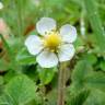 Fotografia 1 da espécie Fragaria vesca subesp. vesca do Jardim Botânico UTAD