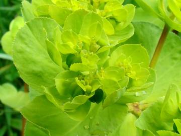 Fotografia da espécie Euphorbia helioscopia subesp. helioscopia