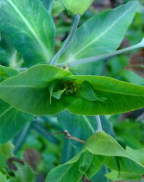 Fotografia 5 da espécie Euphorbia lathyris no Jardim Botânico UTAD