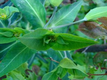 Fotografia da espécie Euphorbia lathyris